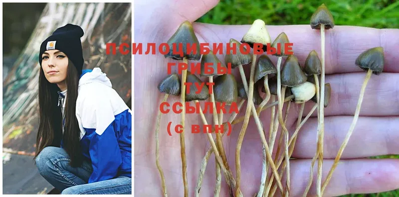 Галлюциногенные грибы Psilocybe  Лукоянов 